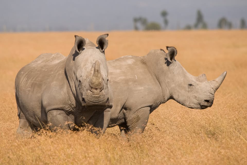 Relentless Fight Against Rhino Poaching in Kruger National Park